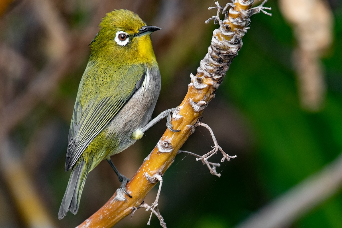 Warbling White-eye - Mason Maron