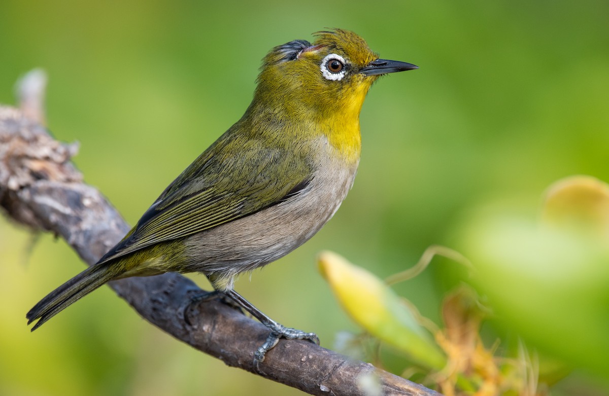 Warbling White-eye - ML193433131