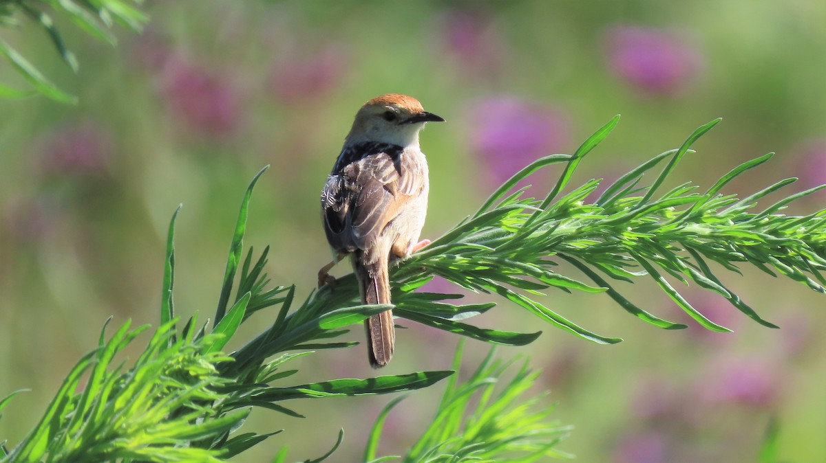 cisticola sp. - ML193435291