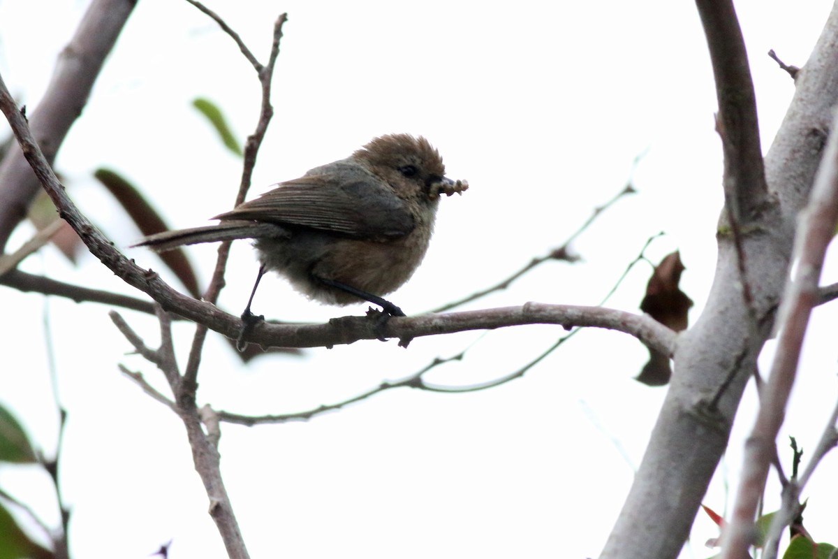 Bushtit - ML193435331