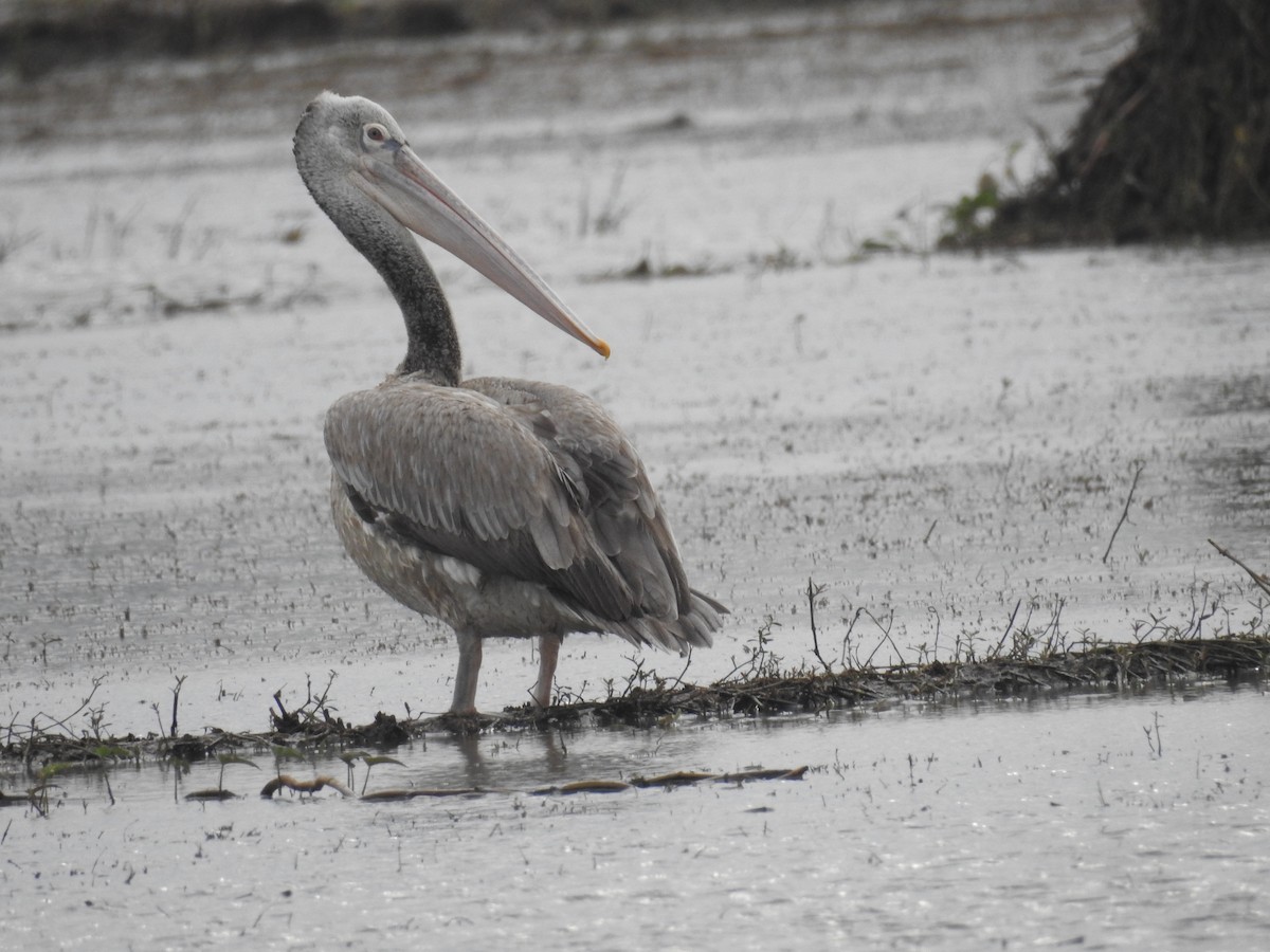 Spot-billed Pelican - Induchoodan A Sreedharan