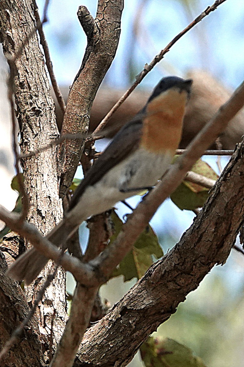 Leaden Flycatcher - Peter Woodall