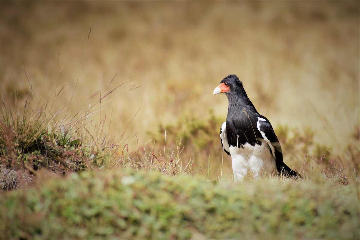 Mountain Caracara - Victor Jhanpiers Jondec Lingán