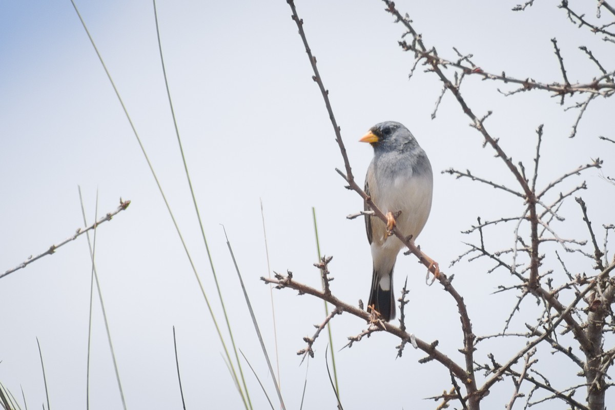 Band-tailed Sierra Finch - ML193438551