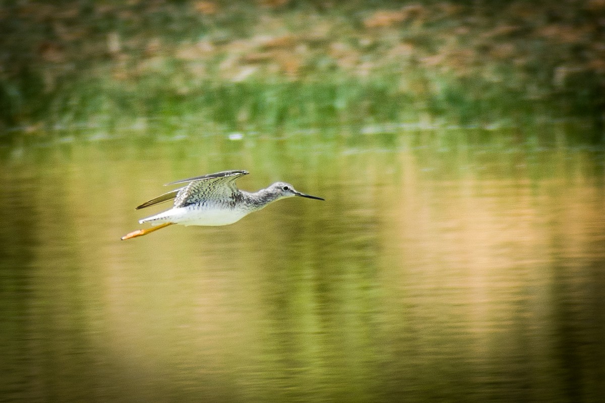 Greater Yellowlegs - ML193438771