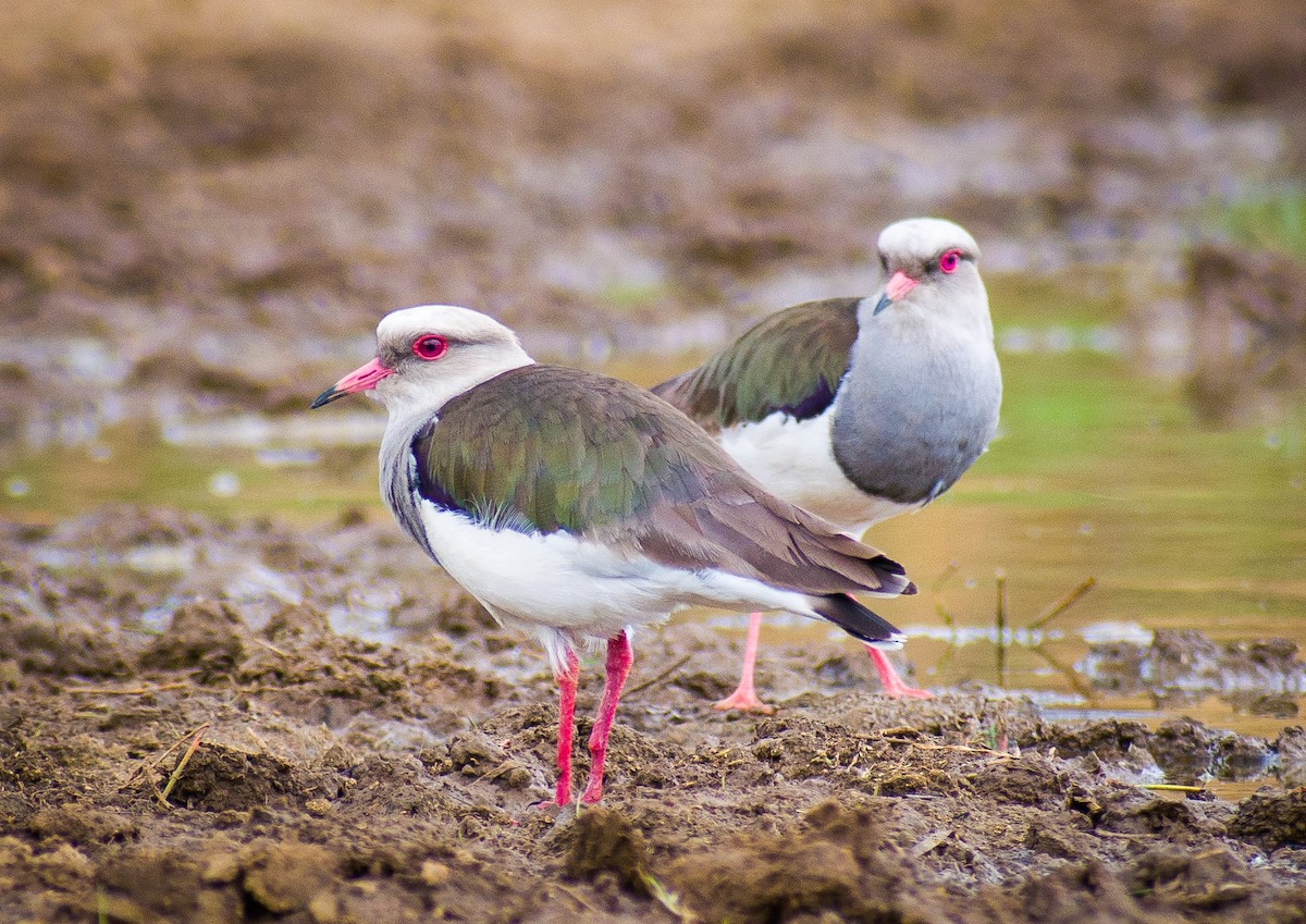 Andean Lapwing - ML193439031