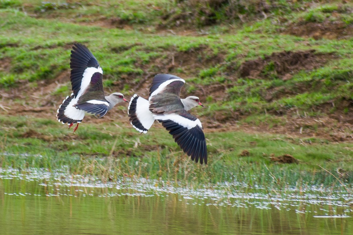 Andean Lapwing - Victor Jhanpiers Jondec Lingán