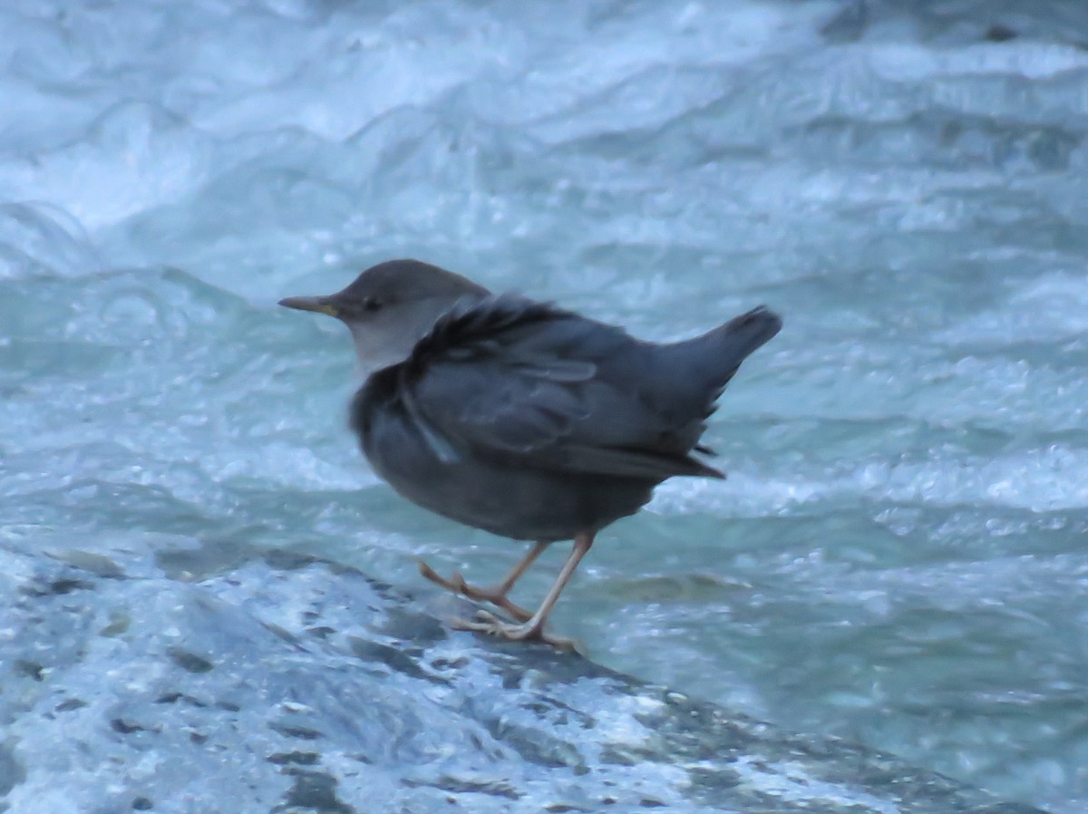 American Dipper - ML193440361