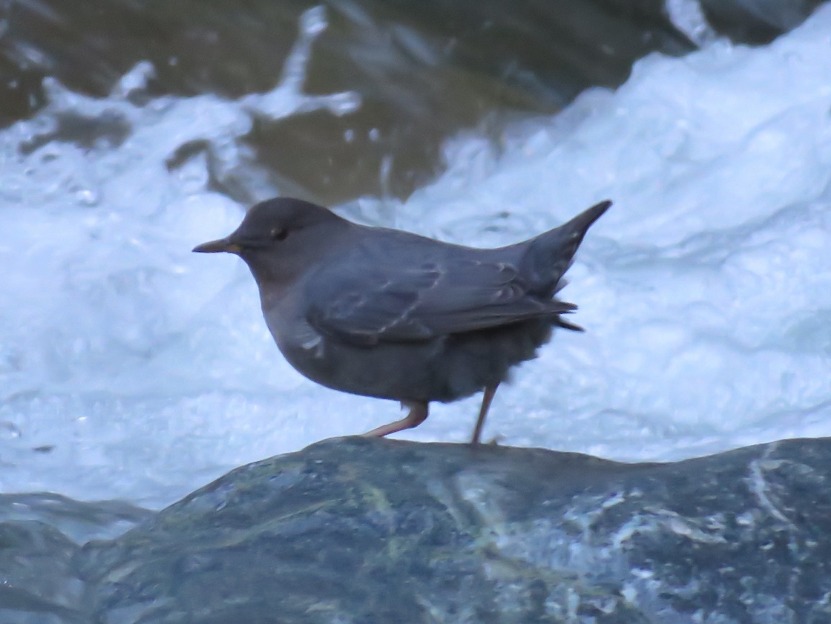American Dipper - ML193440371