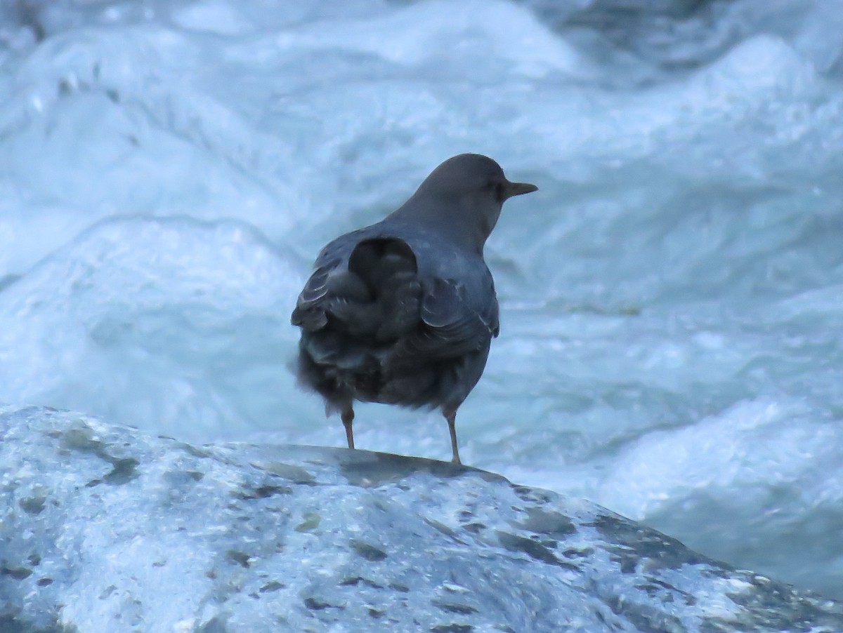 American Dipper - ML193440381
