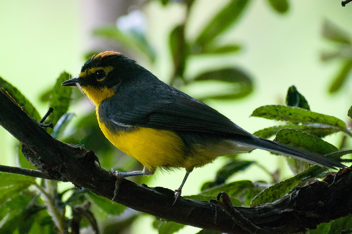 Spectacled Redstart - ML193440501