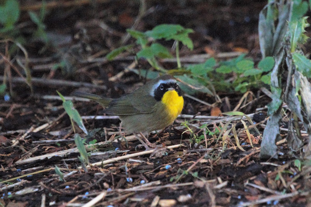 Common Yellowthroat - ML193442071
