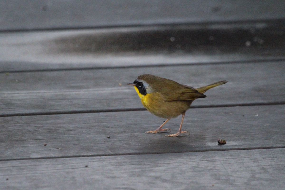 Common Yellowthroat - ML193442081