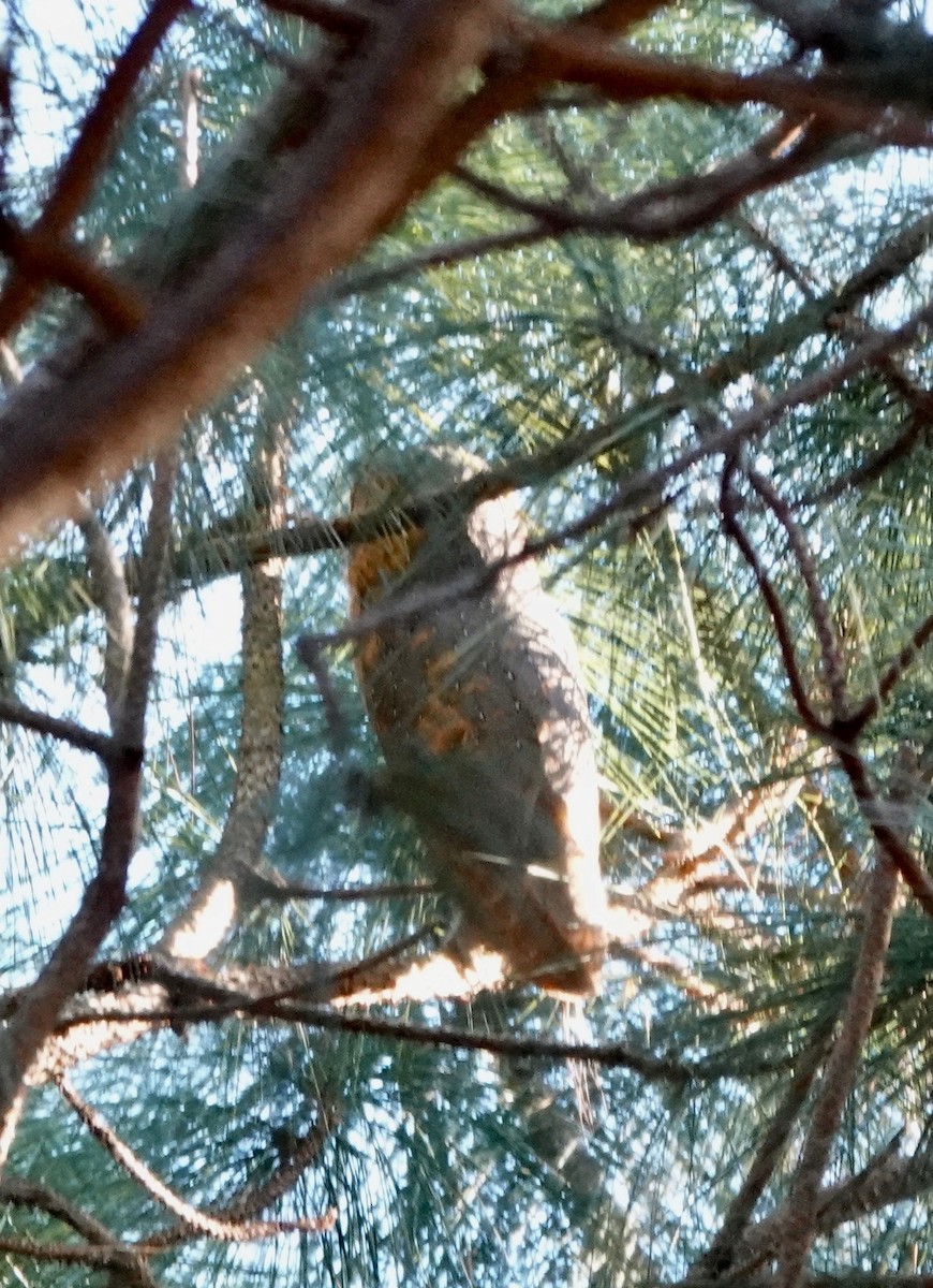 Barn Owl - ML193442151