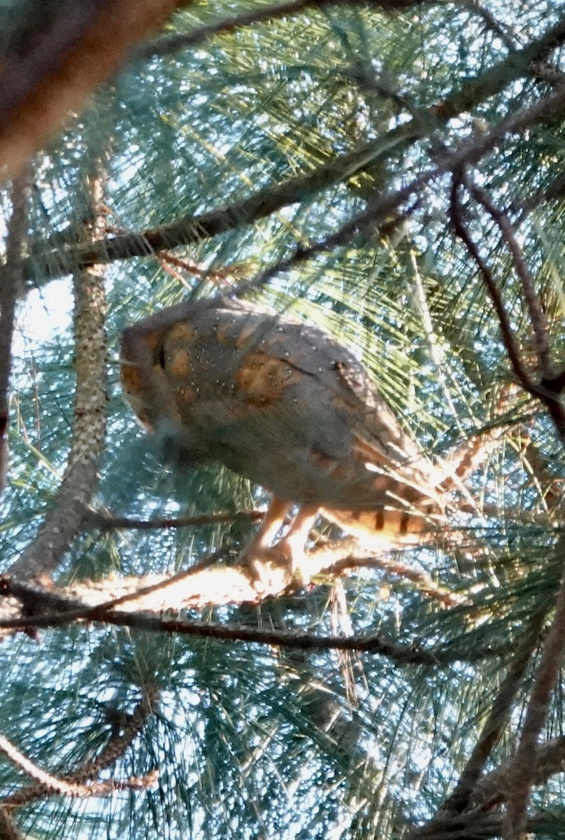 Barn Owl - ML193442161