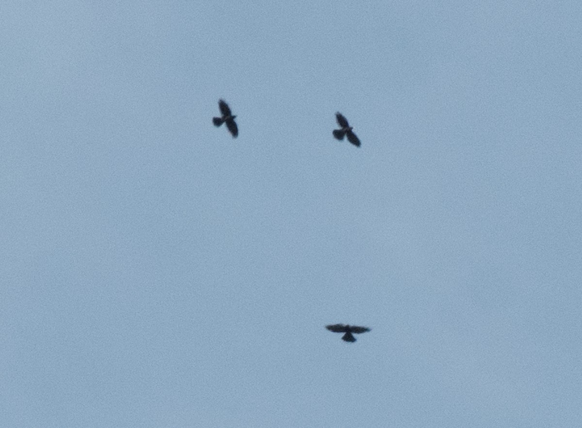 Yellow-billed Chough - ML193443801