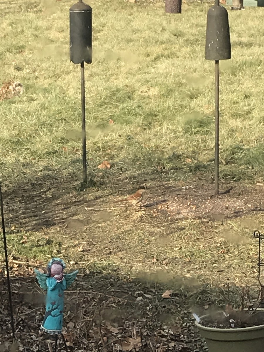 Brown Thrasher - ML193443861