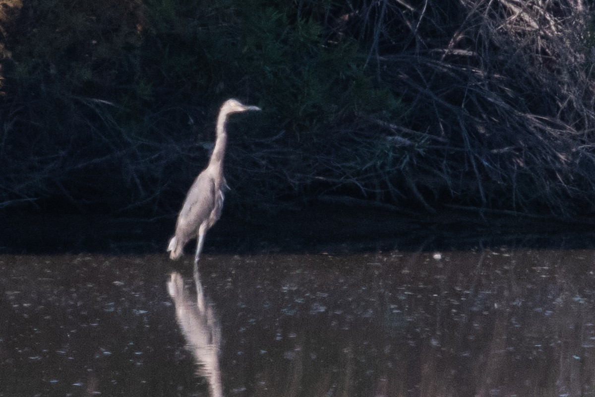 Reddish Egret - Adam Jackson