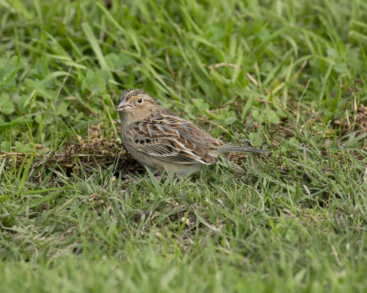 Grasshopper Sparrow - ML193444091