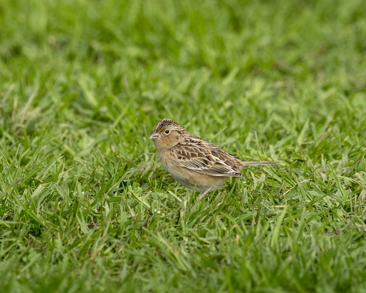 Grasshopper Sparrow - ML193444121