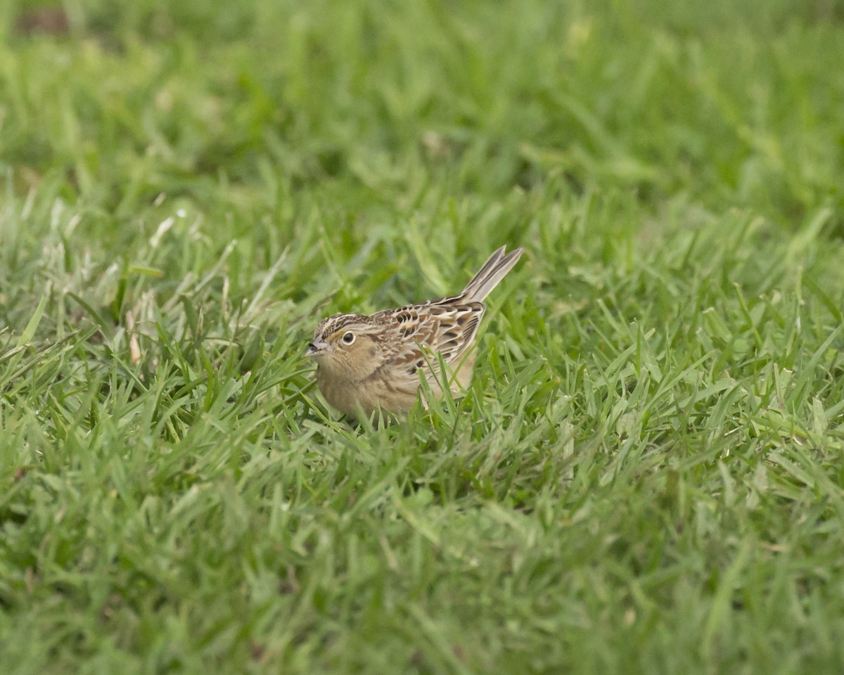 Grasshopper Sparrow - ML193444131