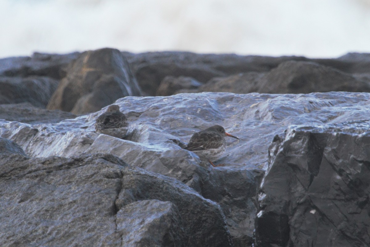 Purple Sandpiper - ML193444621