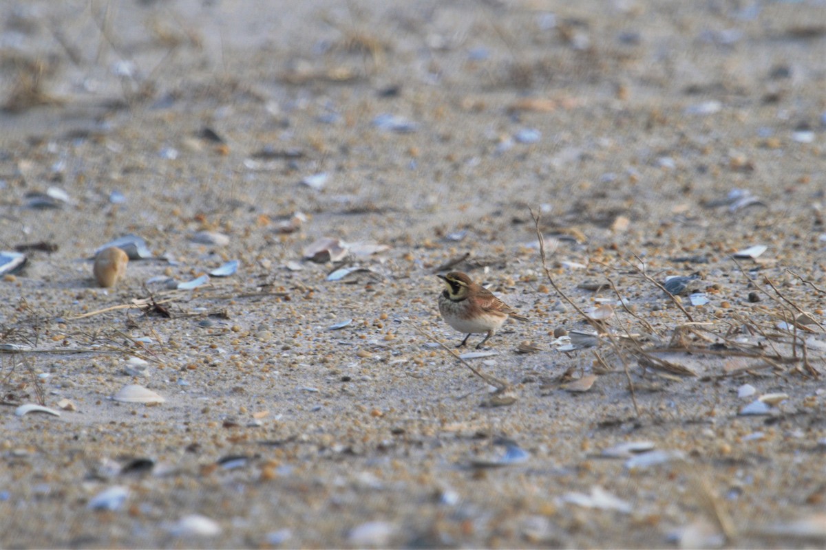 Horned Lark - ML193444671