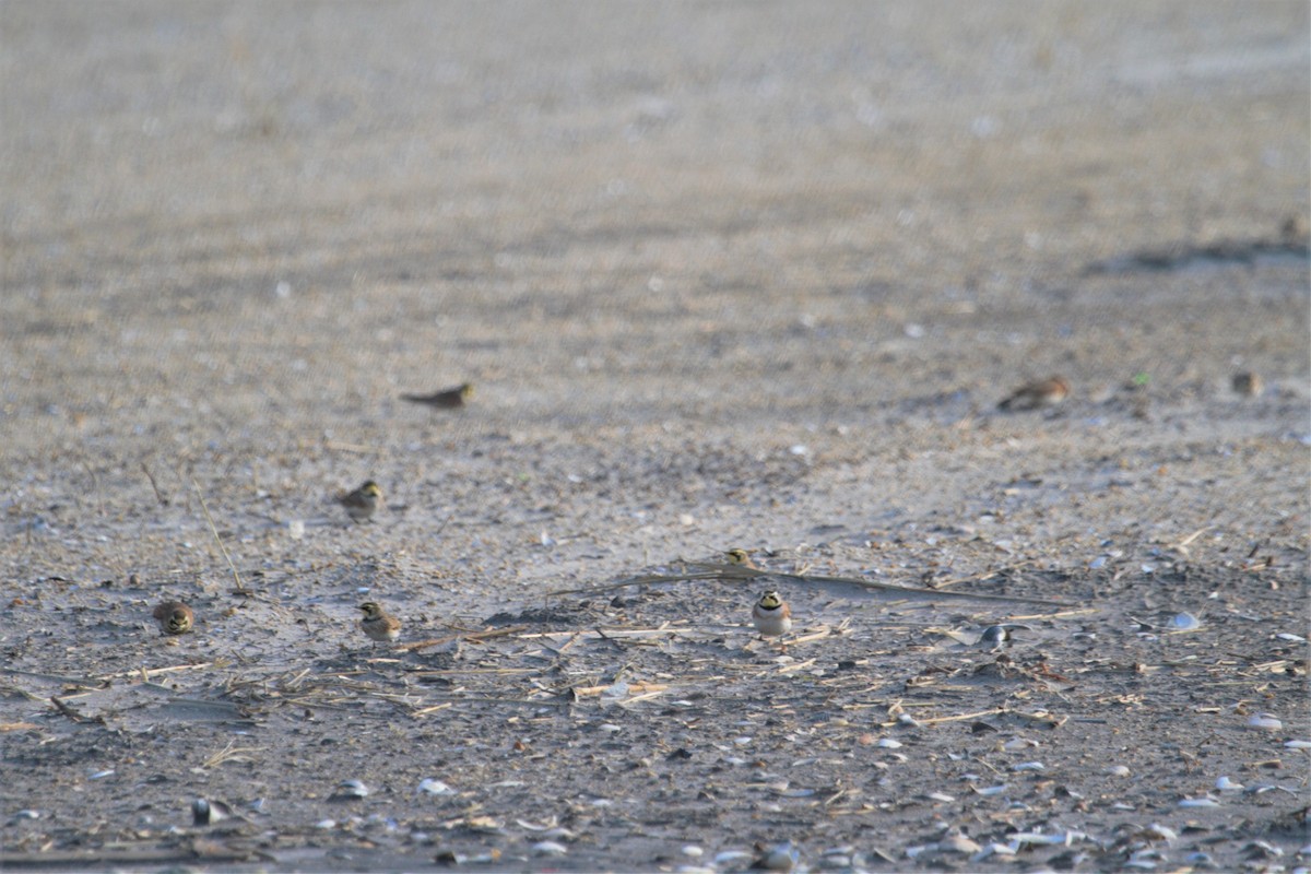 Horned Lark - ML193444681