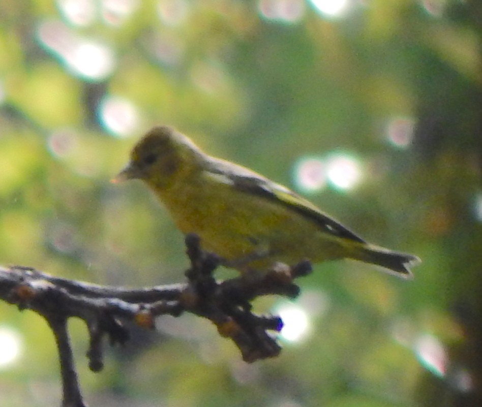 Black-headed Siskin - Eric Hough