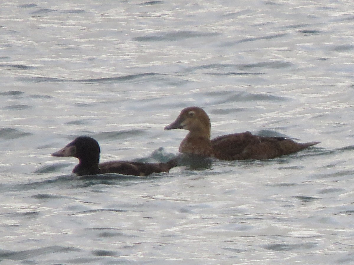 Eider à tête grise - ML193446051