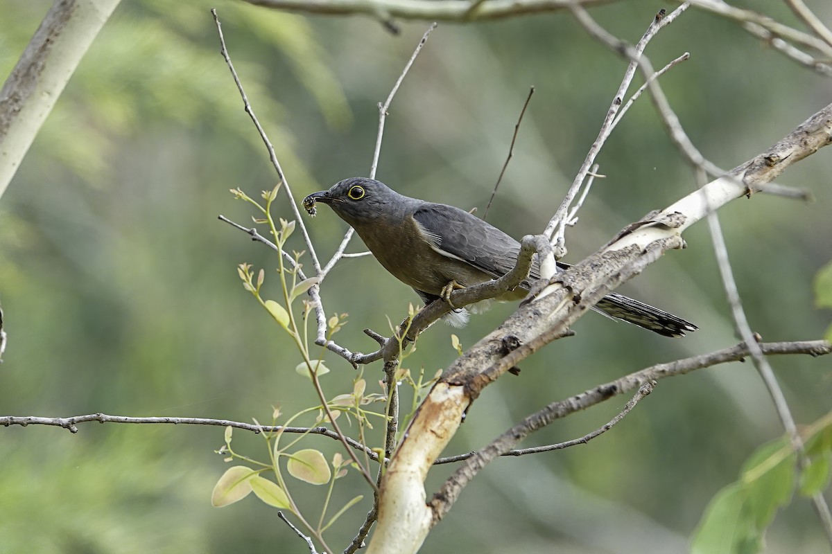 Fan-tailed Cuckoo - Brendan Rouse