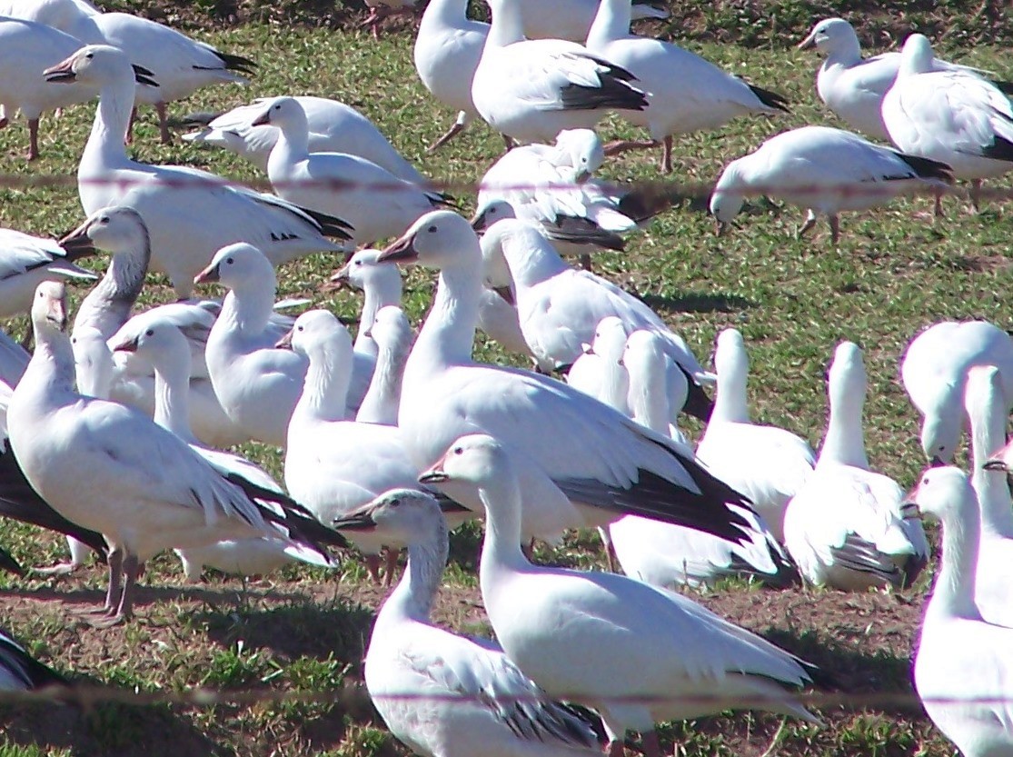 Ross's Goose - ML193450291