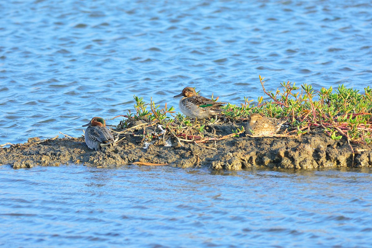 Green-winged Teal - ML193452491