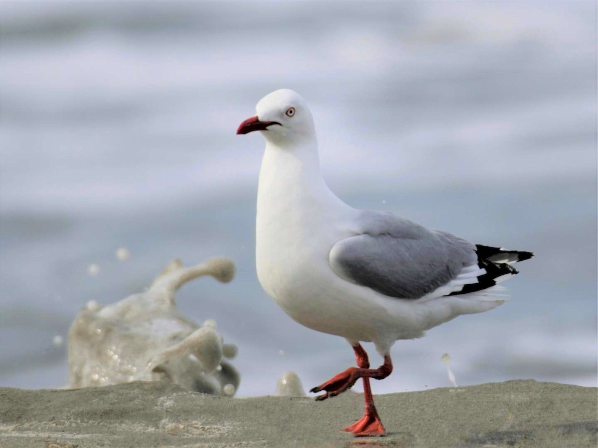 Silver Gull - norman wu