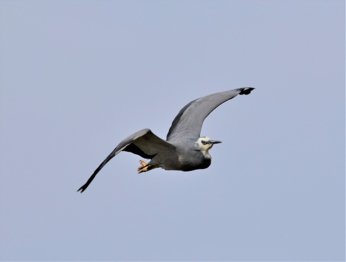 White-faced Heron - ML193452861