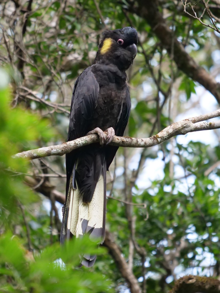Yellow-tailed Black-Cockatoo - ML193454591
