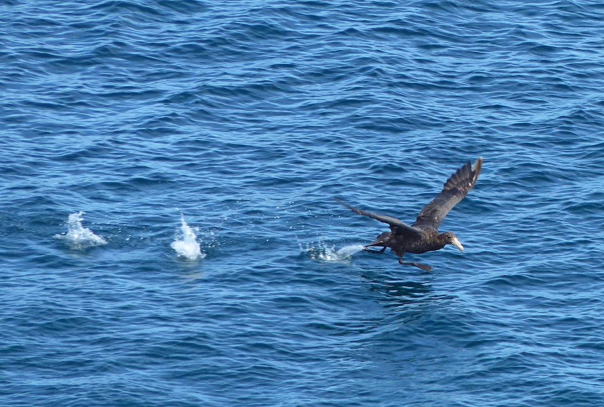 Riesensturmvogel - ML193456581