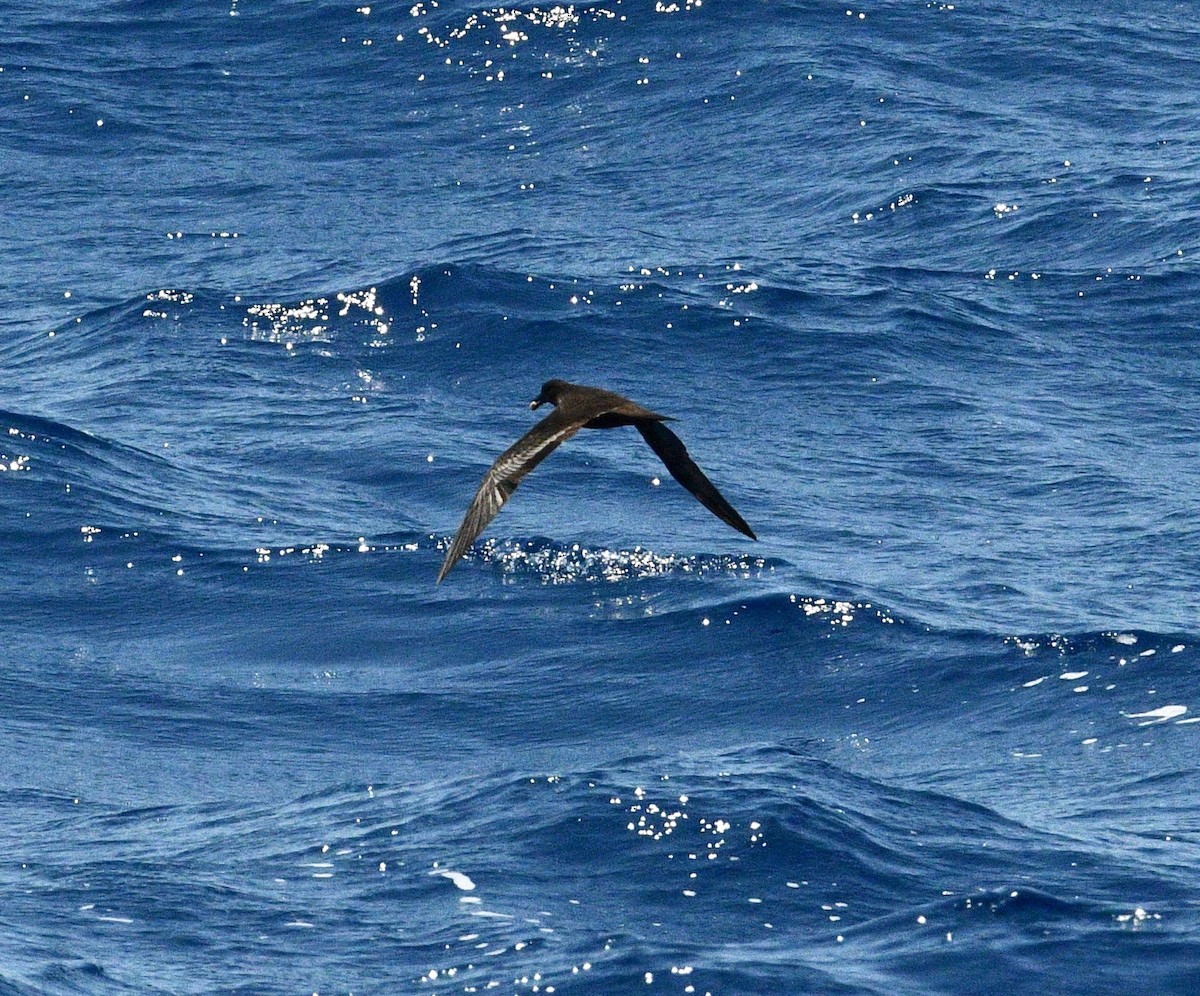 Bulwer's Petrel - ML193456701