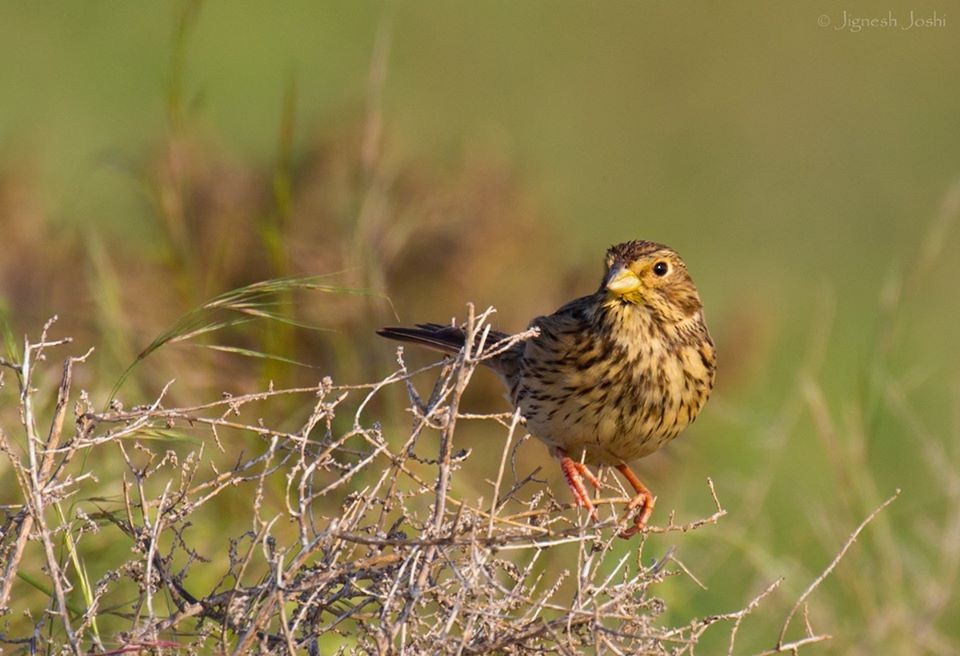 Corn Bunting - ML193458271