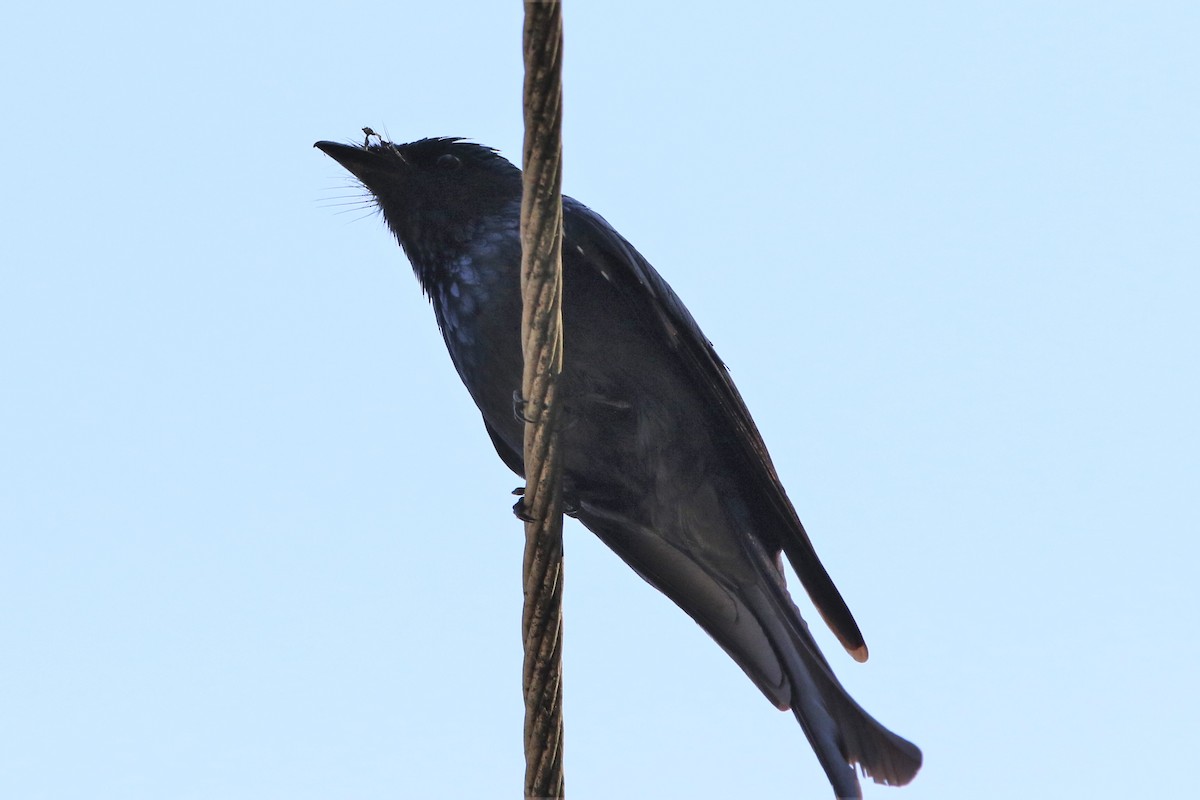 Menevişli Drongo - ML193459321