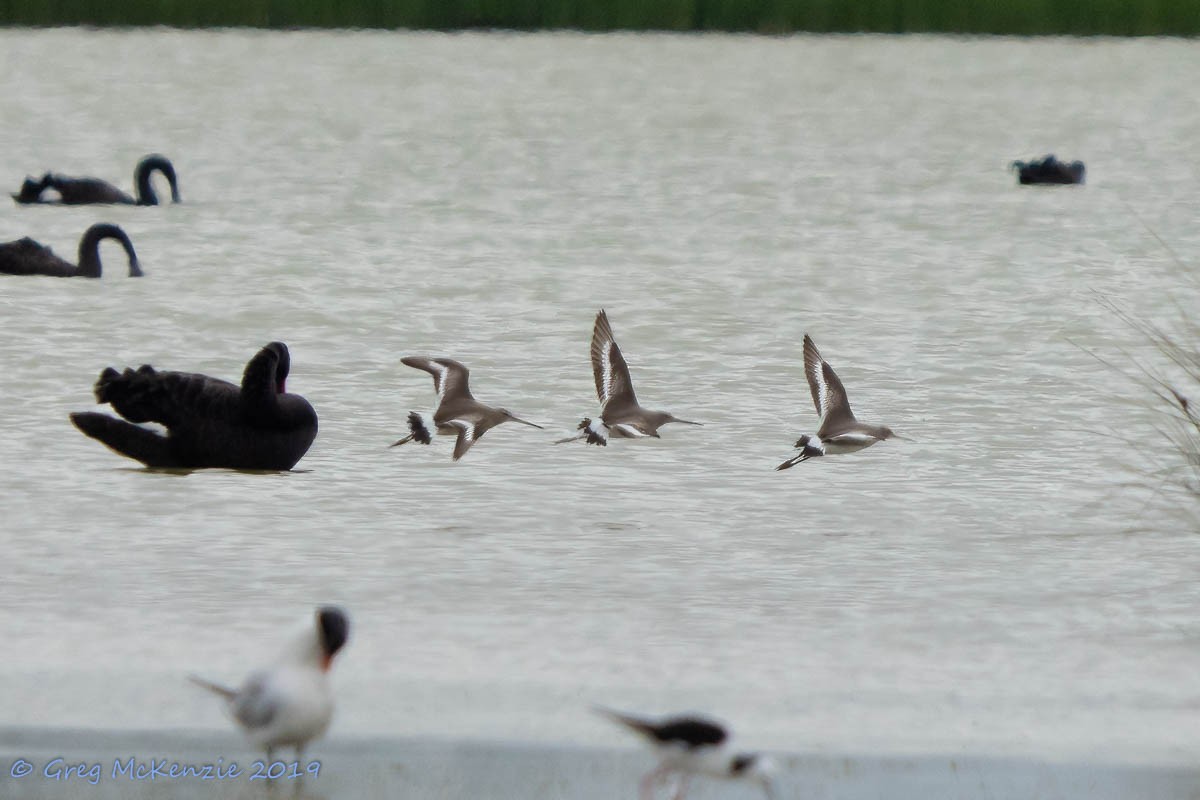 黑尾鷸 - ML193459391