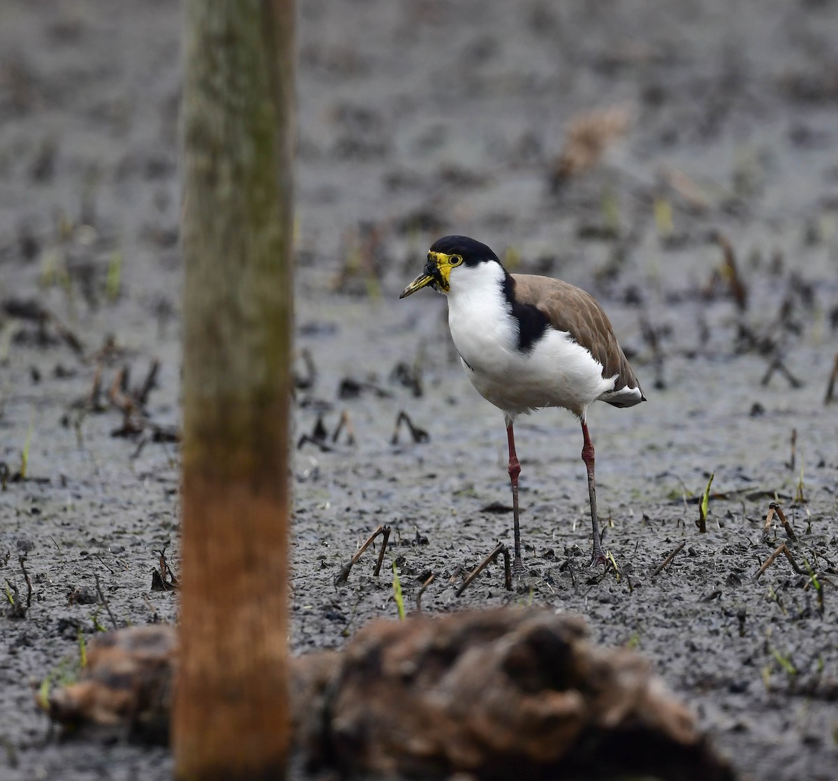 Masked Lapwing - Roy Burgess