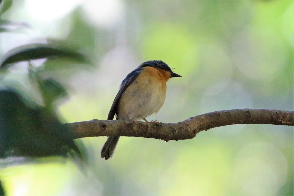 Hill Blue Flycatcher - ML193460881