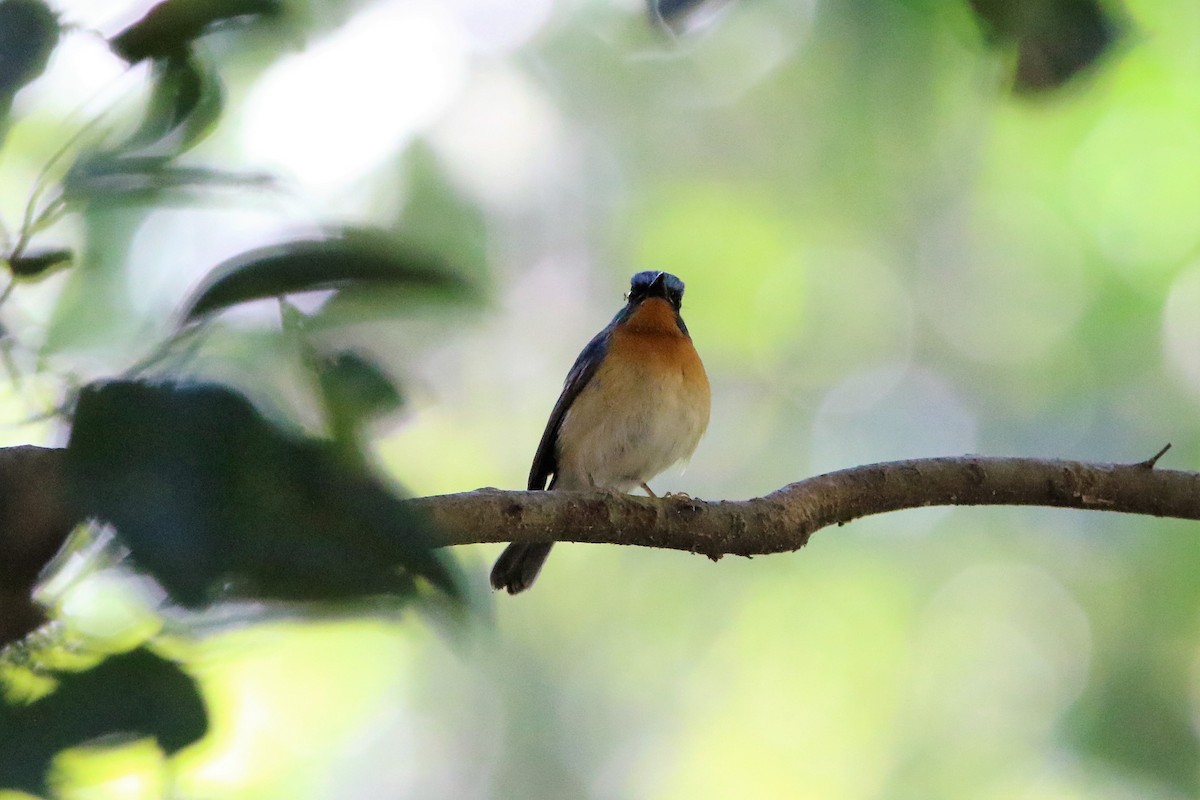 Hill Blue Flycatcher - ML193460891