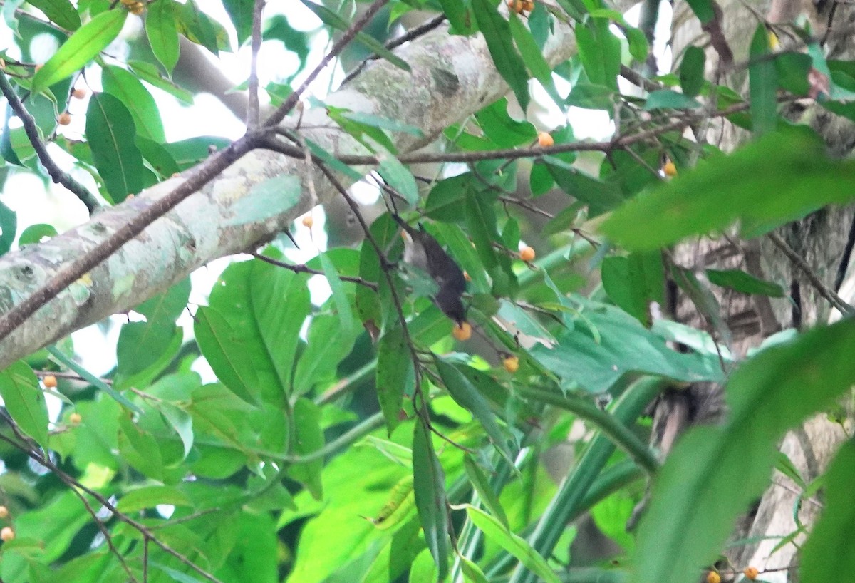 Thick-billed Flowerpecker - ML193461101