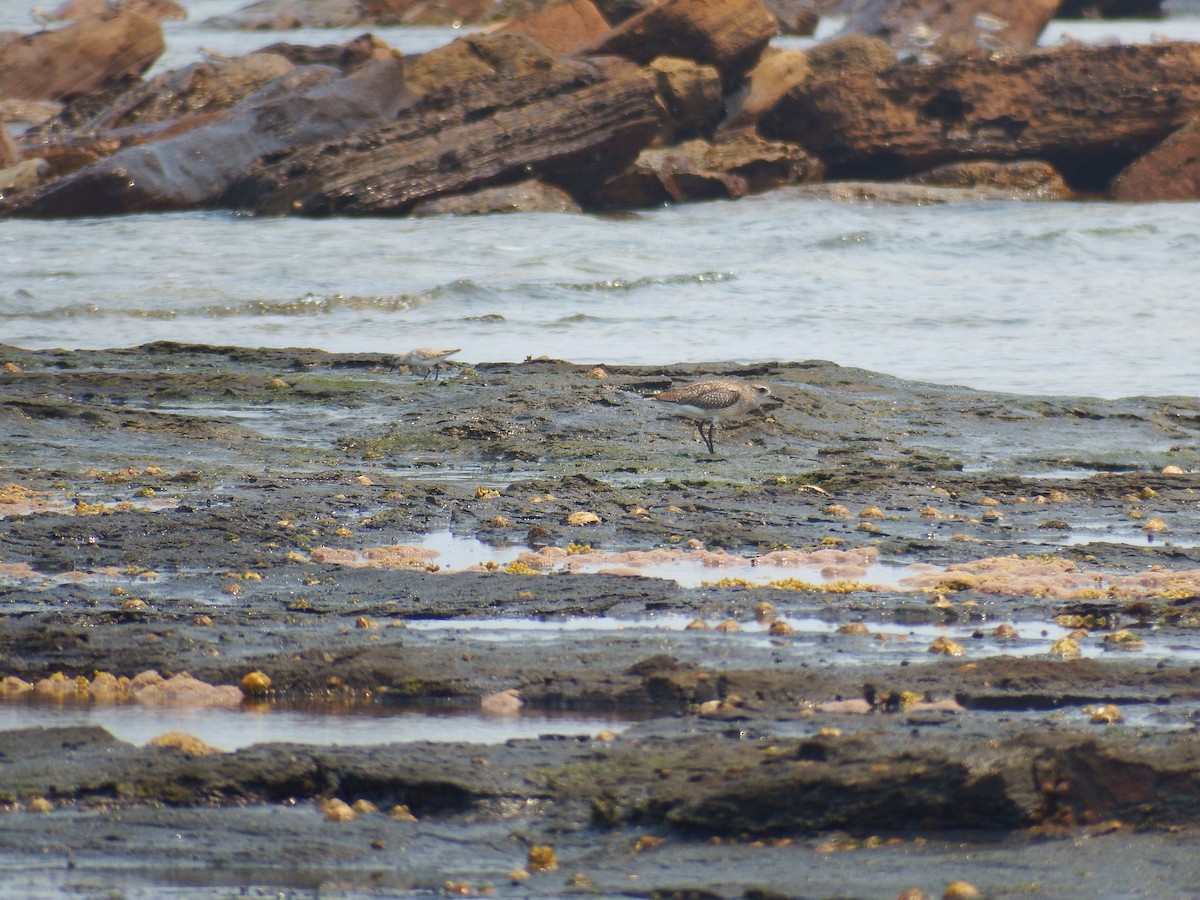 Black-bellied Plover - ML193461491