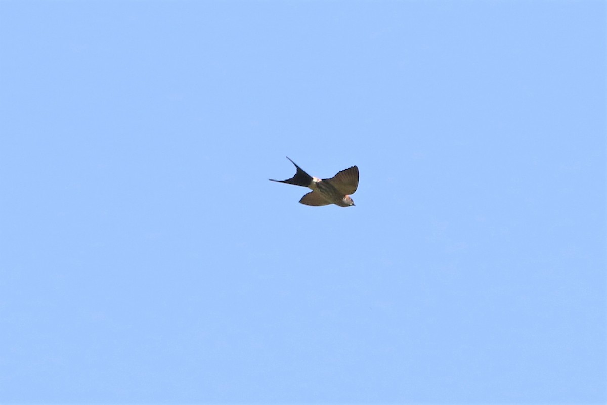 Striated Swallow - ML193461571