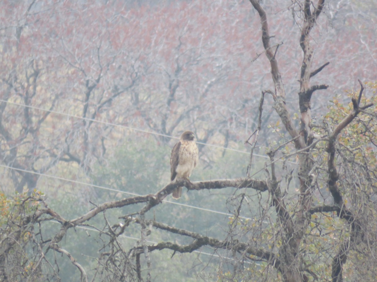 Red-tailed Hawk - ML193462281