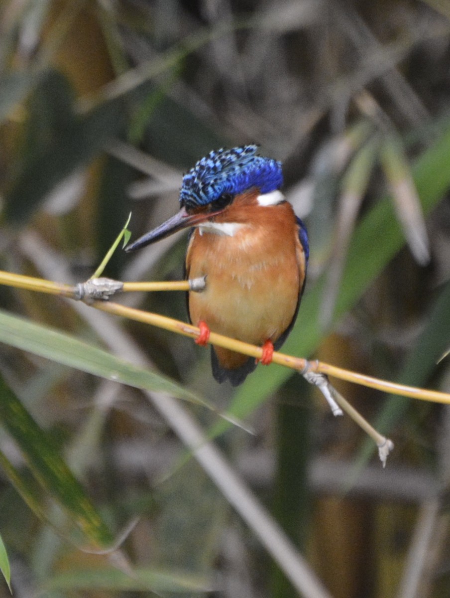 Malagasy Kingfisher - ML193463151