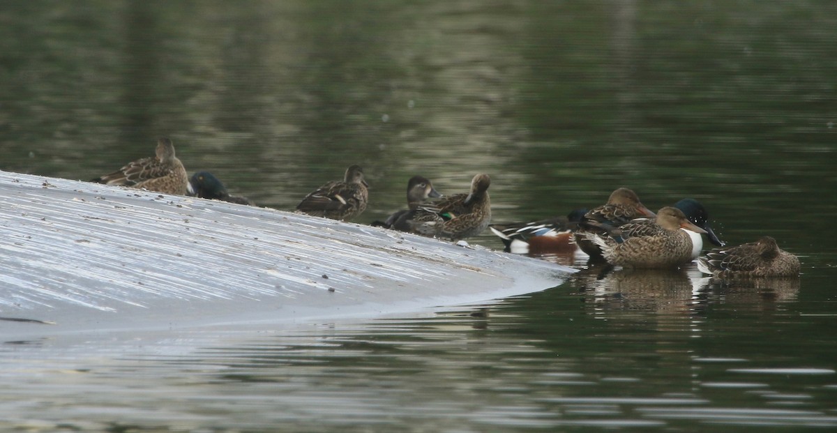 Ring-necked Duck - ML193464041